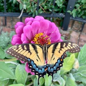 Meet your Posher, Hills